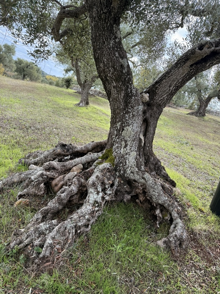 Ancient trunk detail
