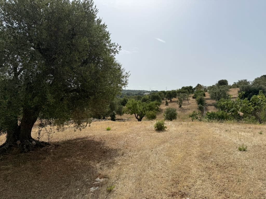 The Beyond Olives estate — olive groves and stone walls across the Puglian landscape