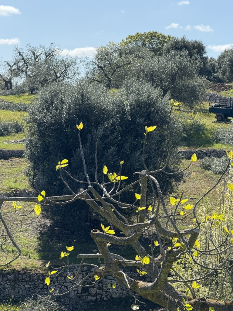 Fig tree in spring—new leaves and emerging figs