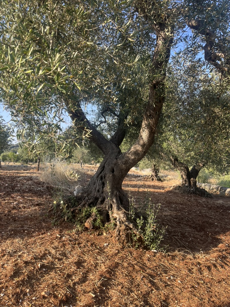 Olive grove with stone walls and red Puglia earth