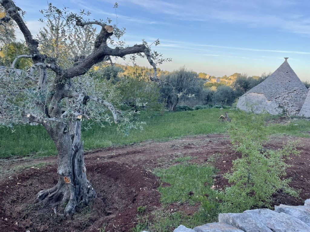 Olive grove at sunset — golden light through ancient canopy