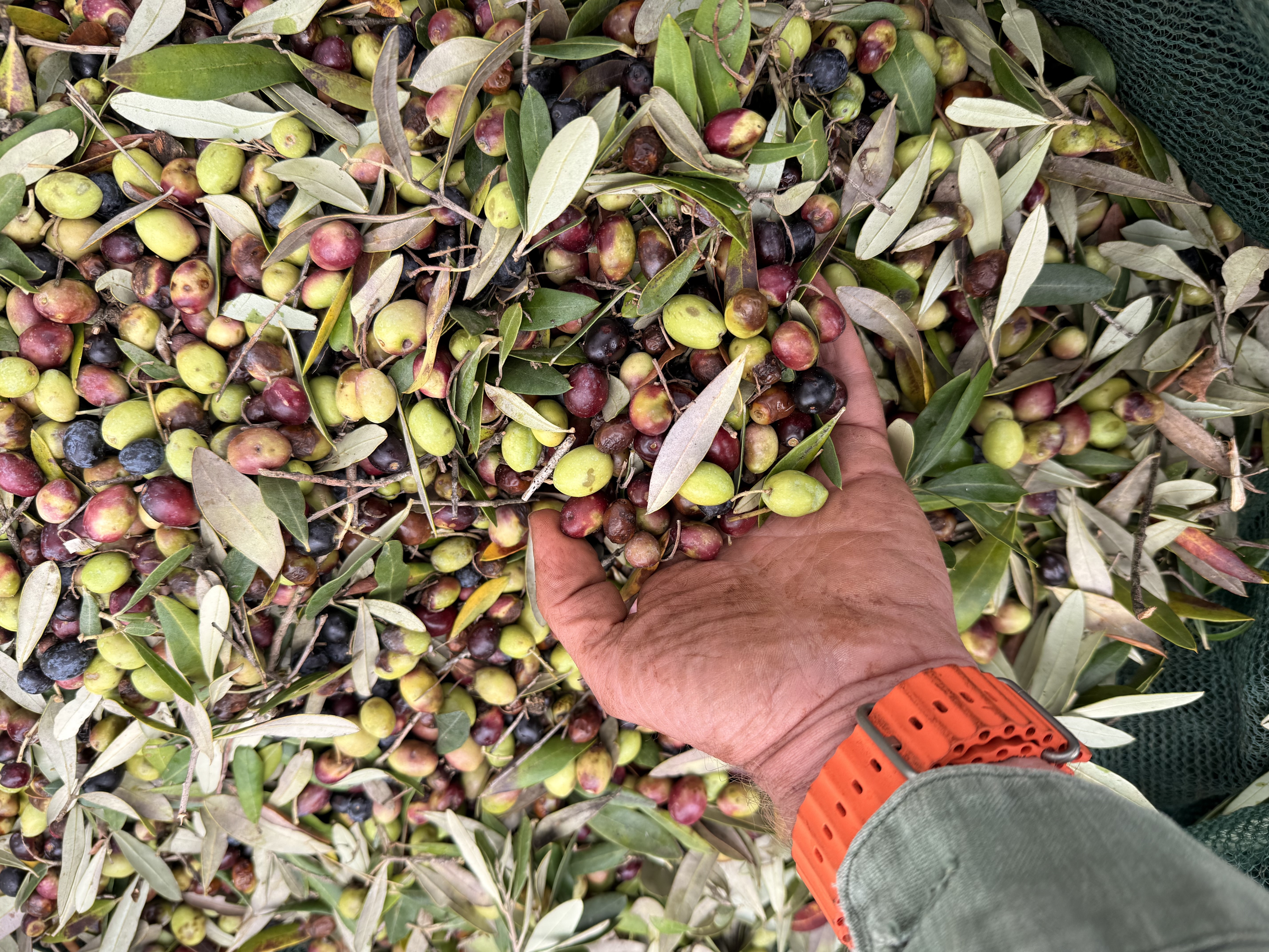 A handful of freshly harvested olives in all their colours — the tree's offering