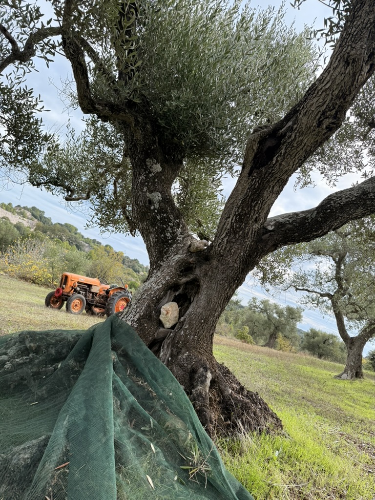 Harvest nets beneath an ancient tree — the ritual of care