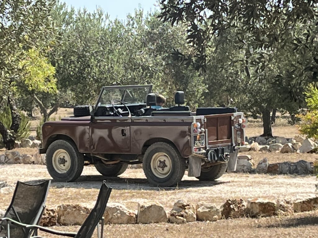 Harvest scene with workers and equipment among olive trees