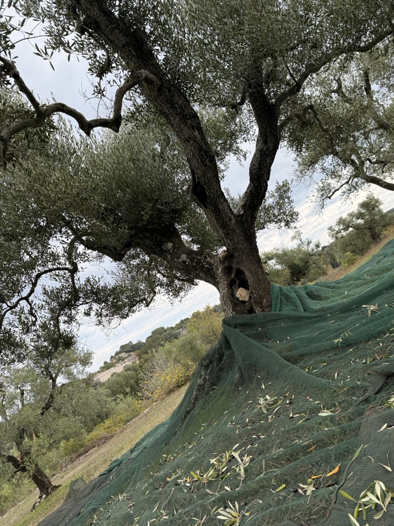 Harvest nets beneath ancient olive trees