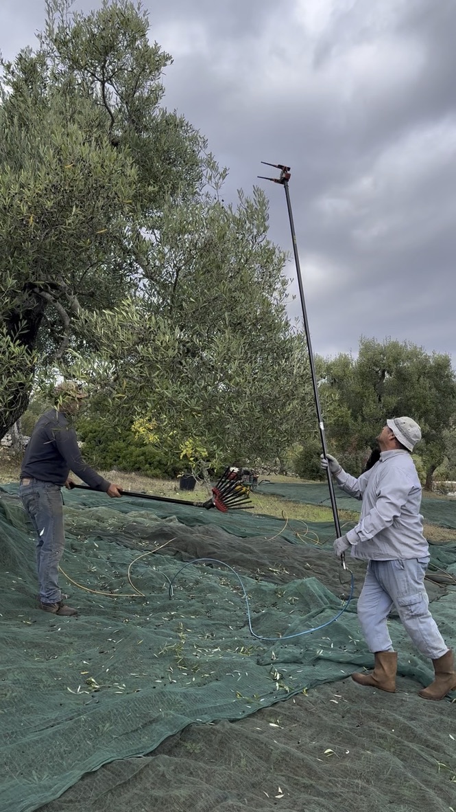 Harvest workers with poles and nets