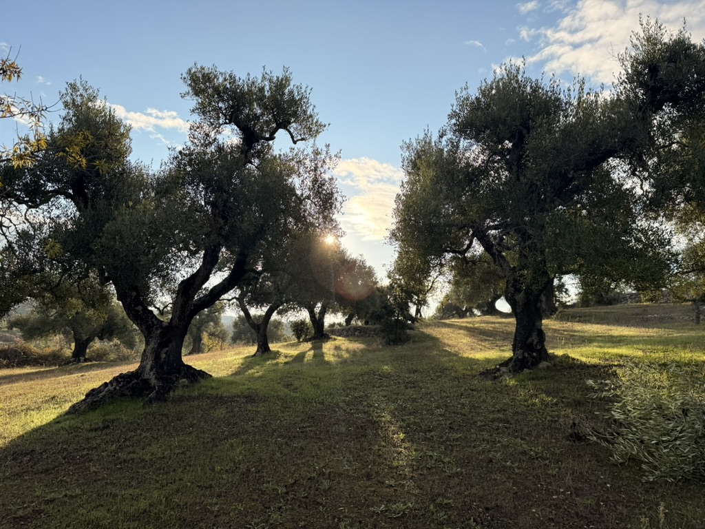 Ancient olive grove stretching across the Puglian landscape — a sanctuary
