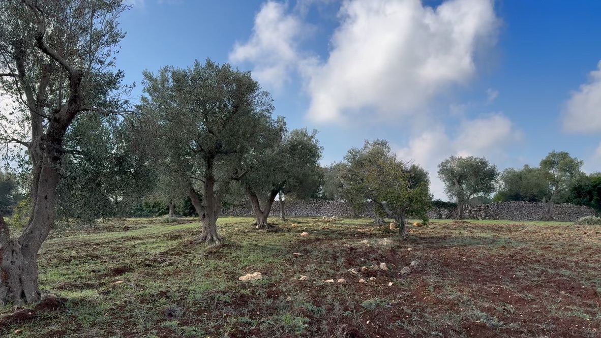 Olive grove canopy — bee habitat