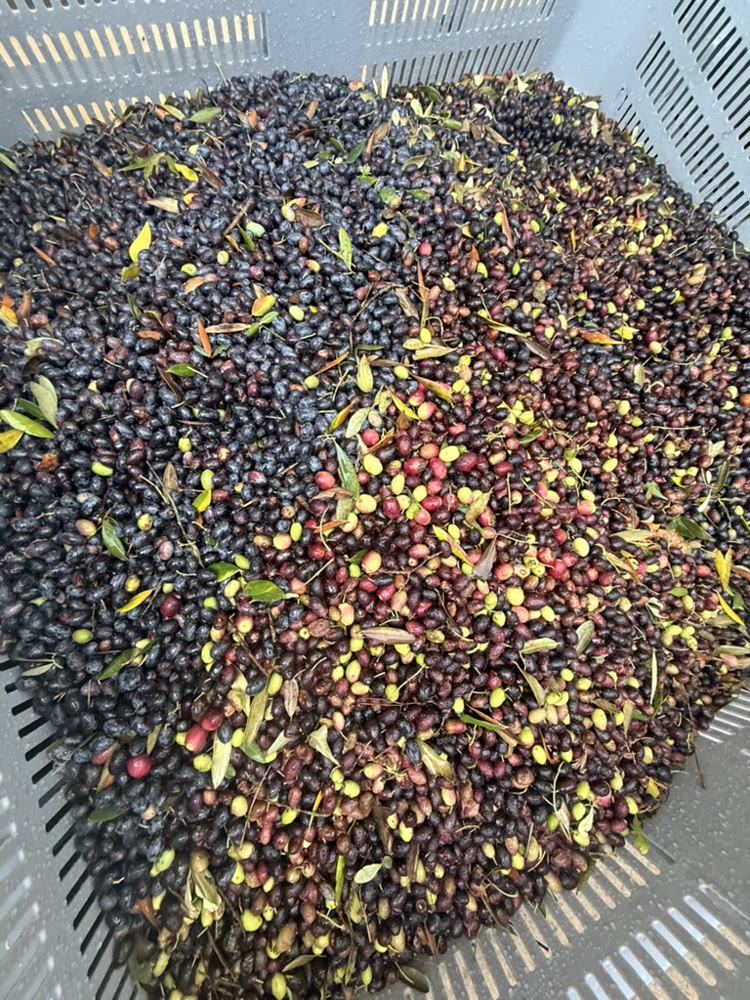 Fresh-picked olives cradled in careful hands
