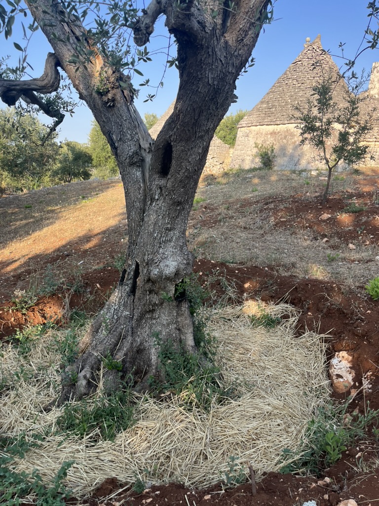Trulli with cone roofs among olives