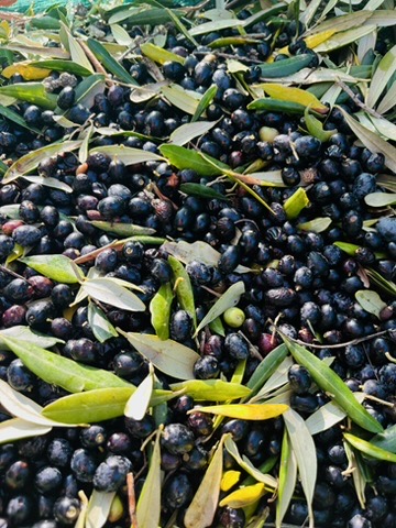 Dark ripe olives — the fruit of patience