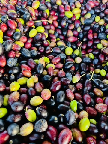 Olives gathered at harvest