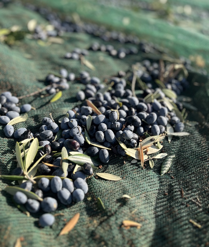 Olives gathered in nets — direct from the land
