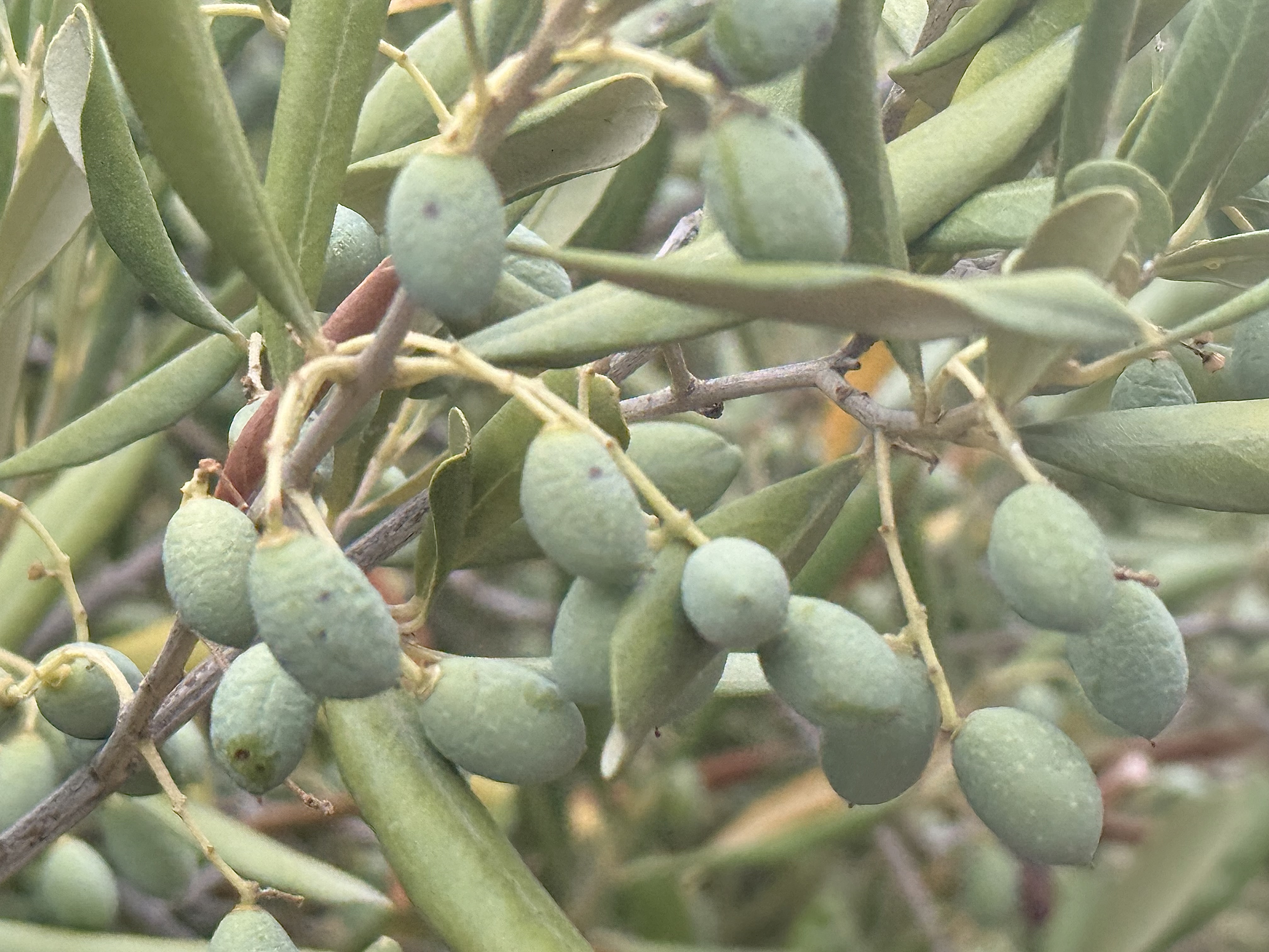 Green olives ripening on an ancient branch — the elders bearing their gift