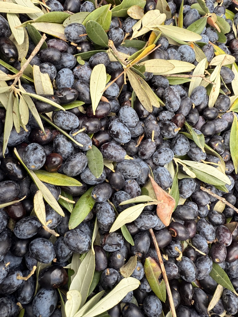 Picked olives