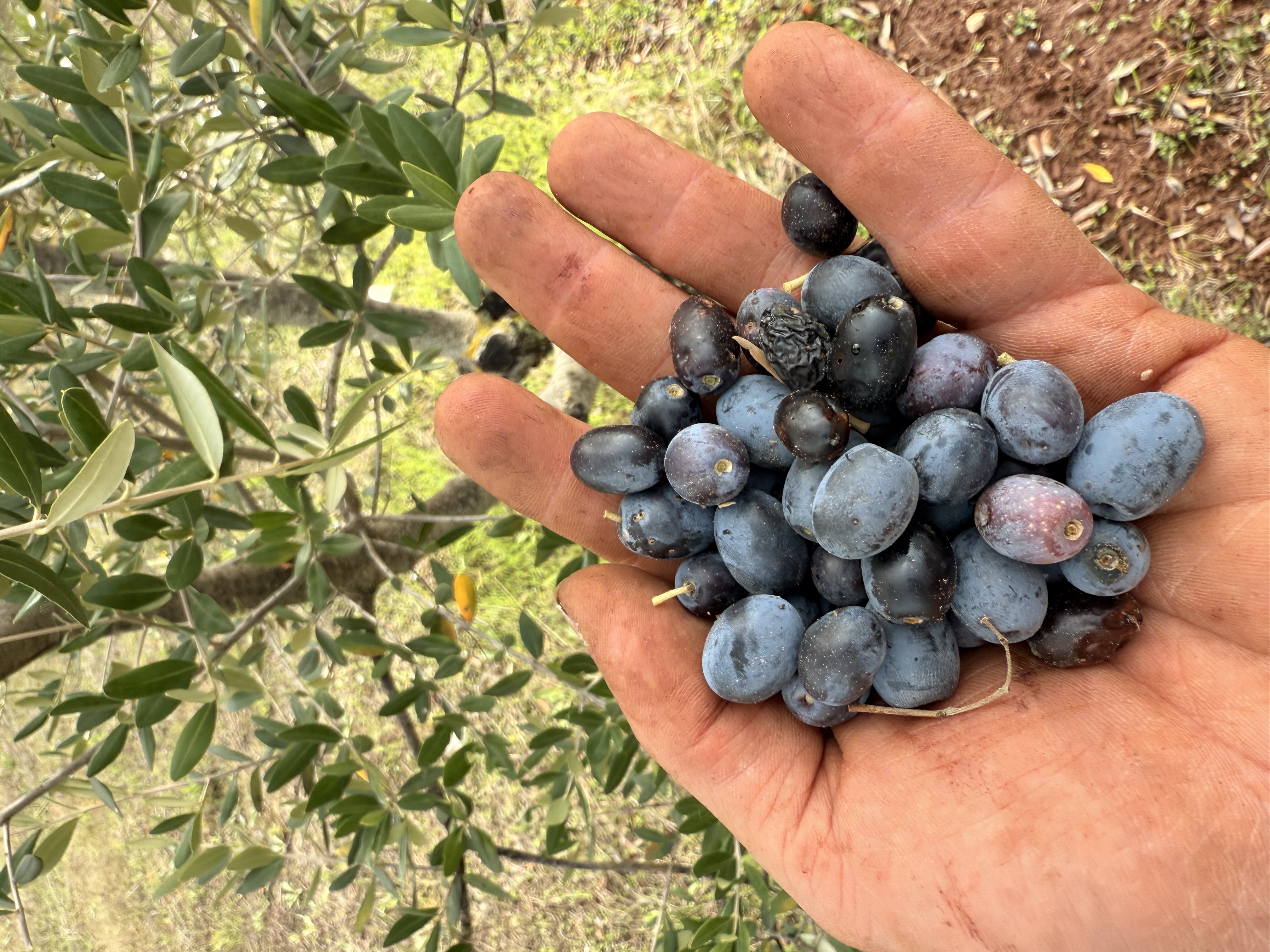 Dark ripe olives gathered by hand from the ancient grove