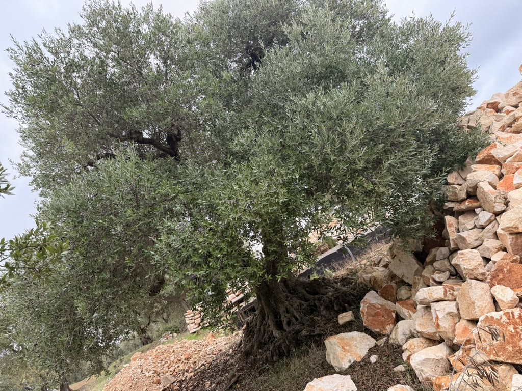 Ancient olive trees along a country road