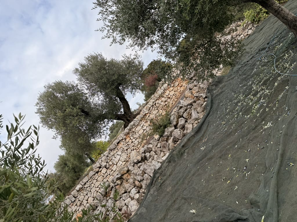 Ancient dry-stone walls among olive trees and wildflowers