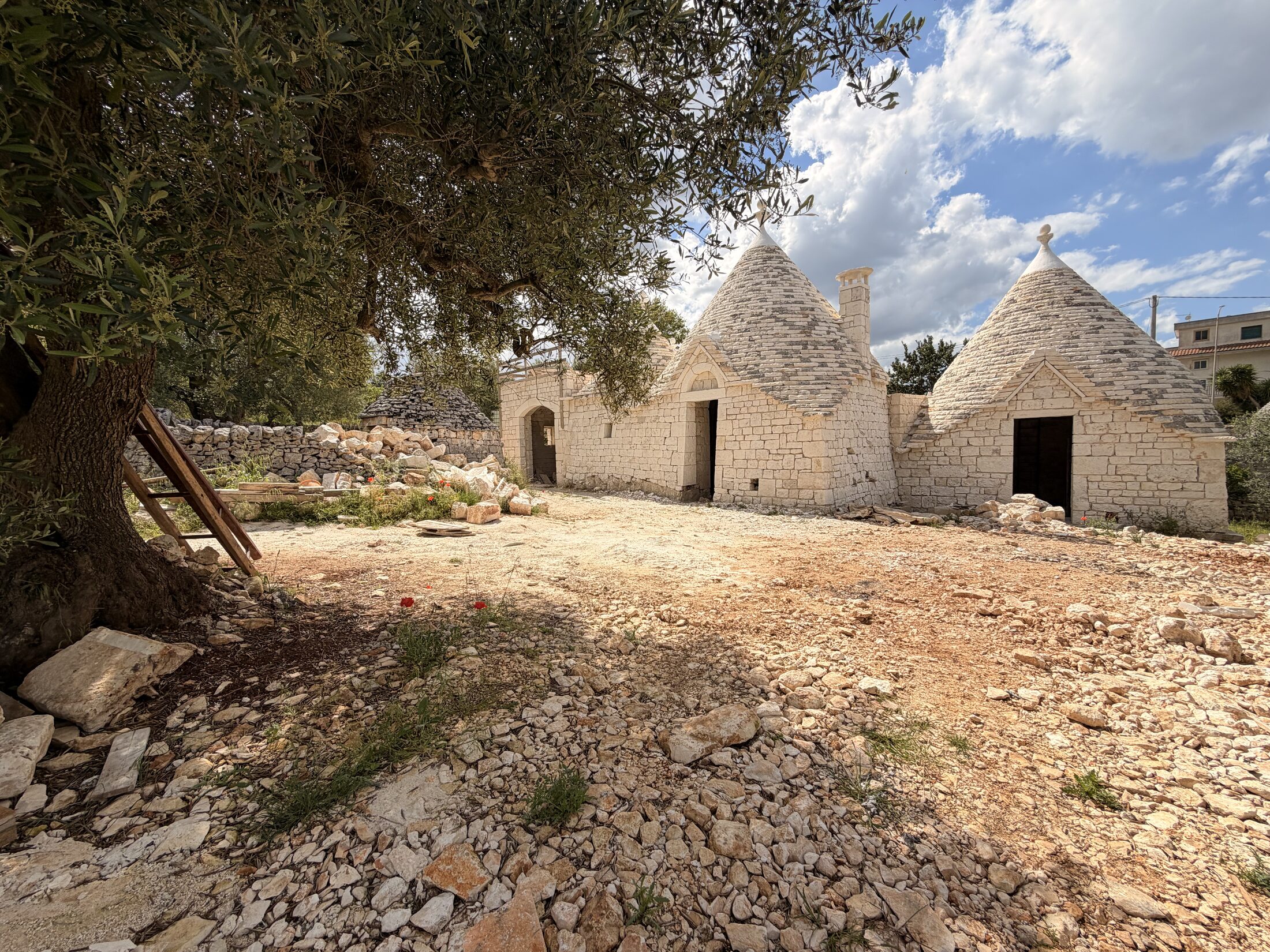 Two conical trulli mid-restoration beneath an old olive tree, gathered stone scattered across the worksite