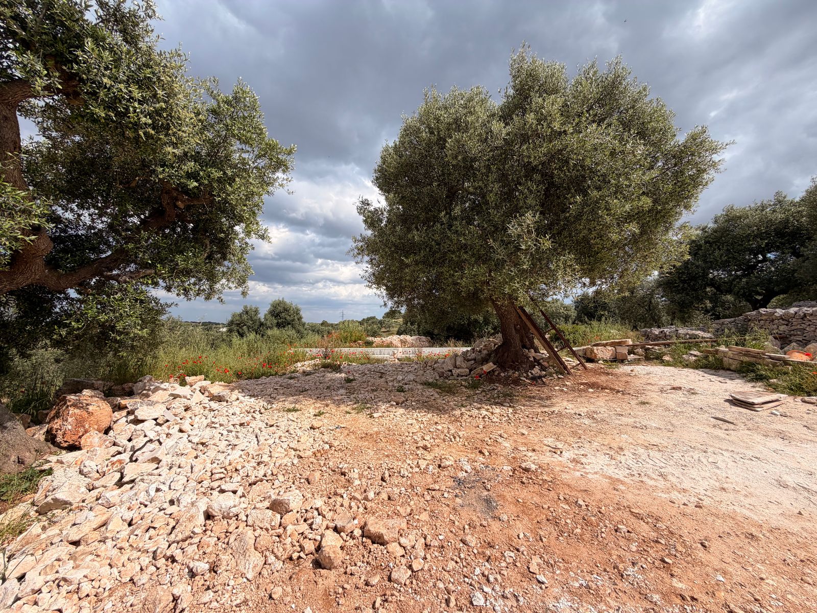 Limestone gathered in the olive grove beneath a wide Puglian sky