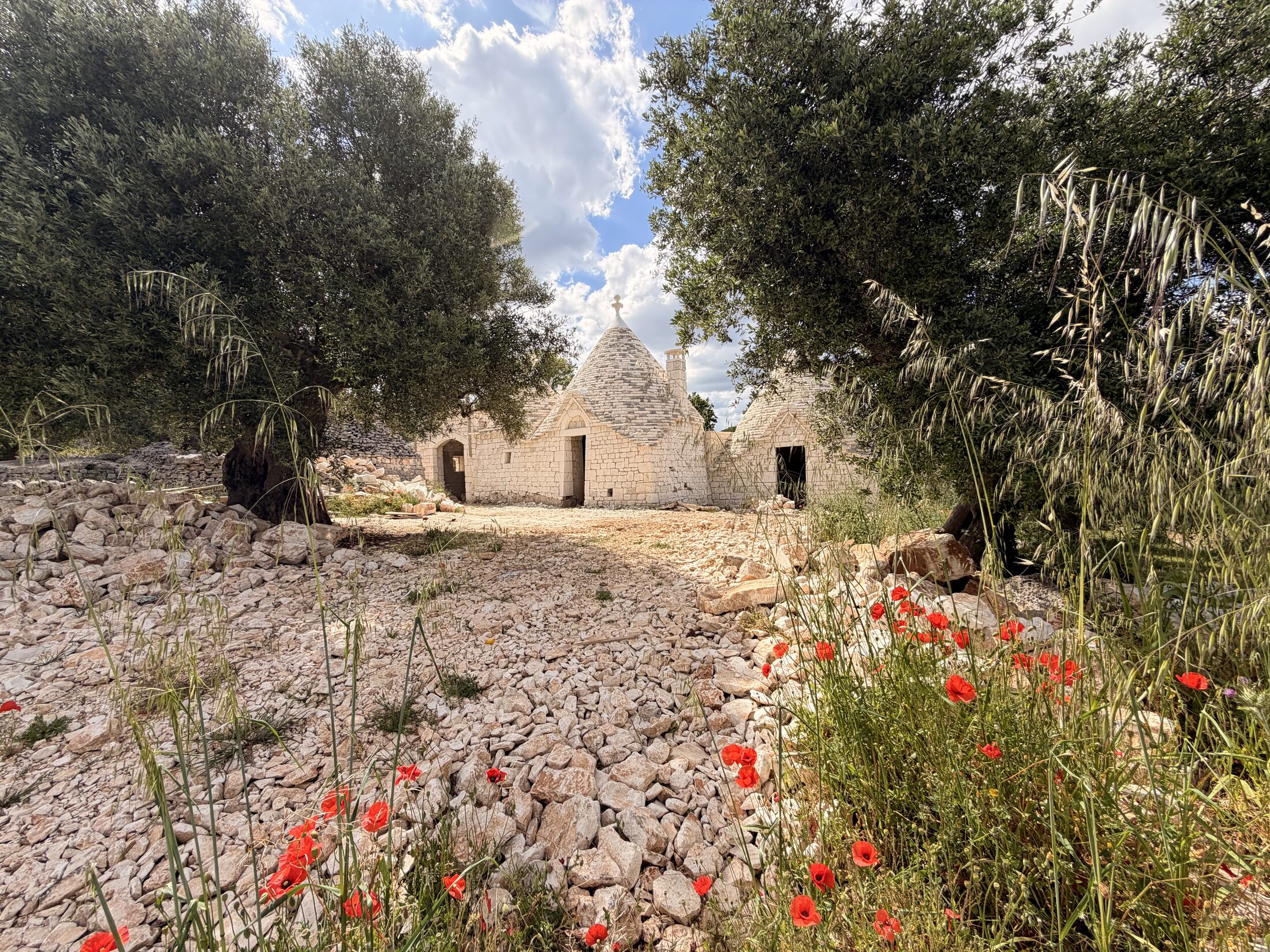 A restored trullo framed by ancient olive trees, with wild red poppies blooming along the dry-stone wall